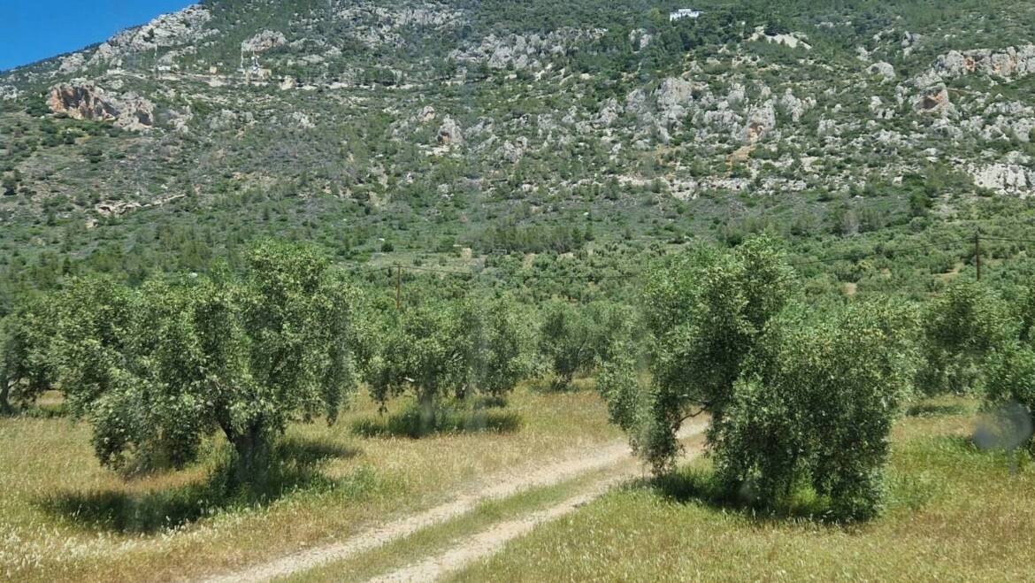 Οι ελαιώνες μας
